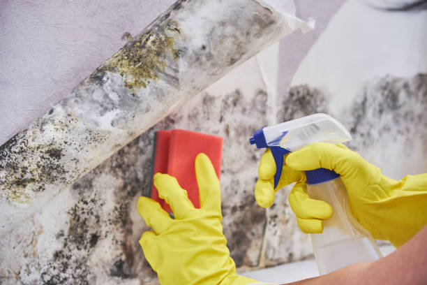 Best Mold Remediation for Healthcare Facilities  in Middleton, WI